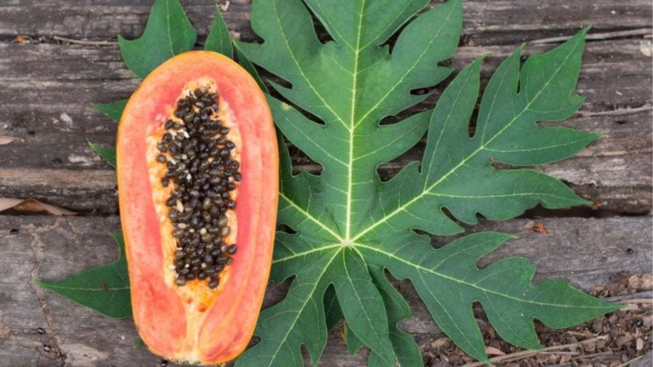 Papaya Leaf Benefits