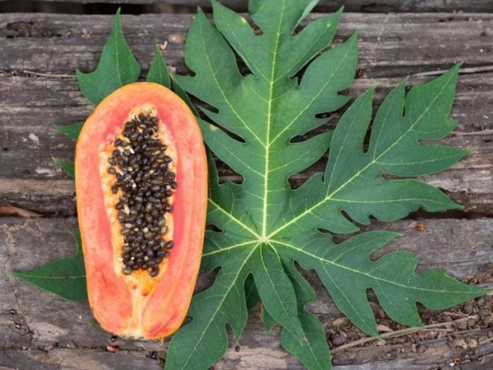 Papaya Leaf Benefits