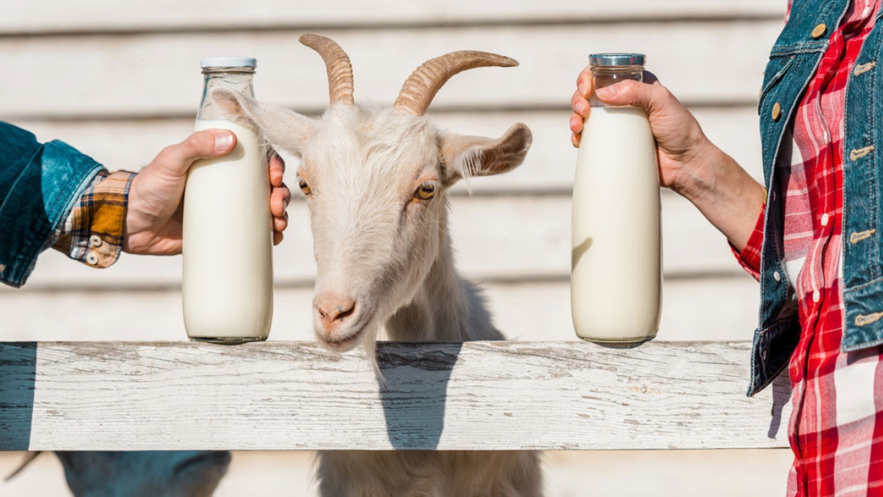 goat milk