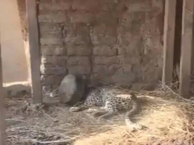 Leopard Head Stuck in Vessel : బిందెలో ఇరుక్కున్న చిరుత తల.. వీడియో వైరల్