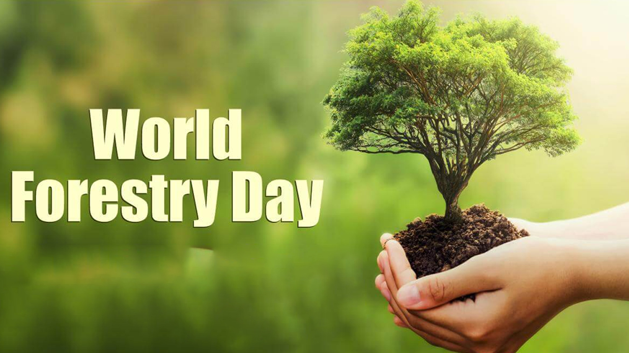 World Forest Day2024