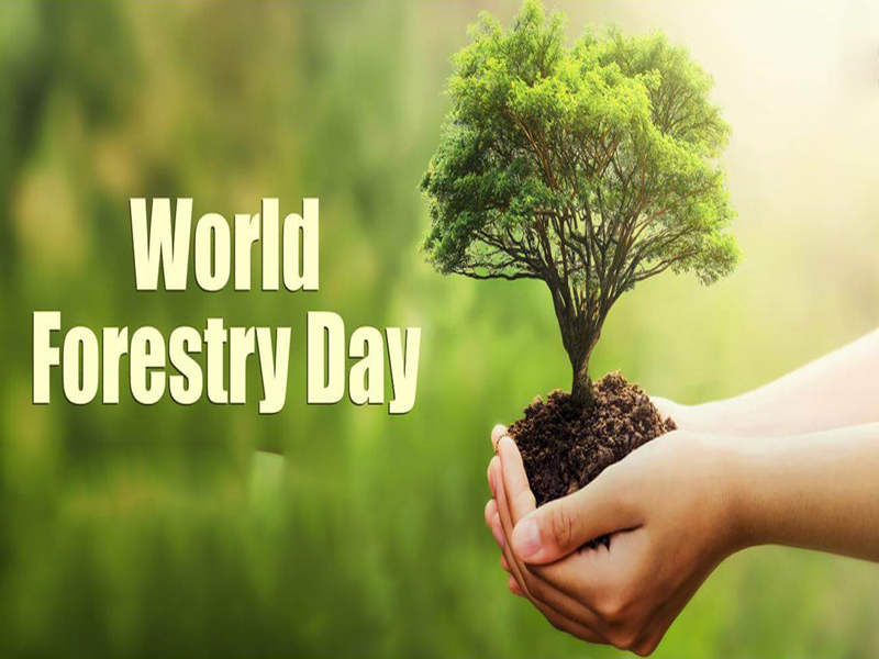 World Forest Day2024: అడవుల రక్షణ అందరి బాధ్యత.. ప్రపంచ అటవీ దినోత్సవం