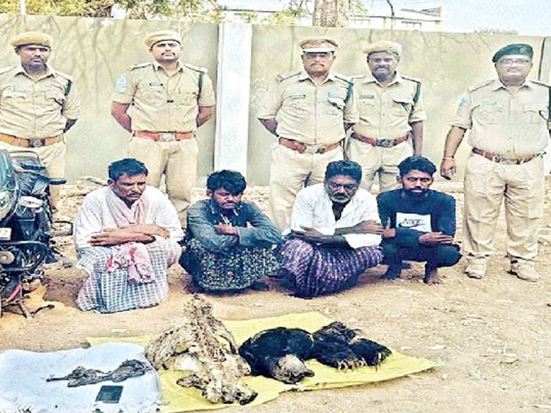 Bear Hunters Arrested: ఎలుగుబంటి వేట.. పురుషుల్లో లైంగిక పటుత్వం కోసమేనట..!