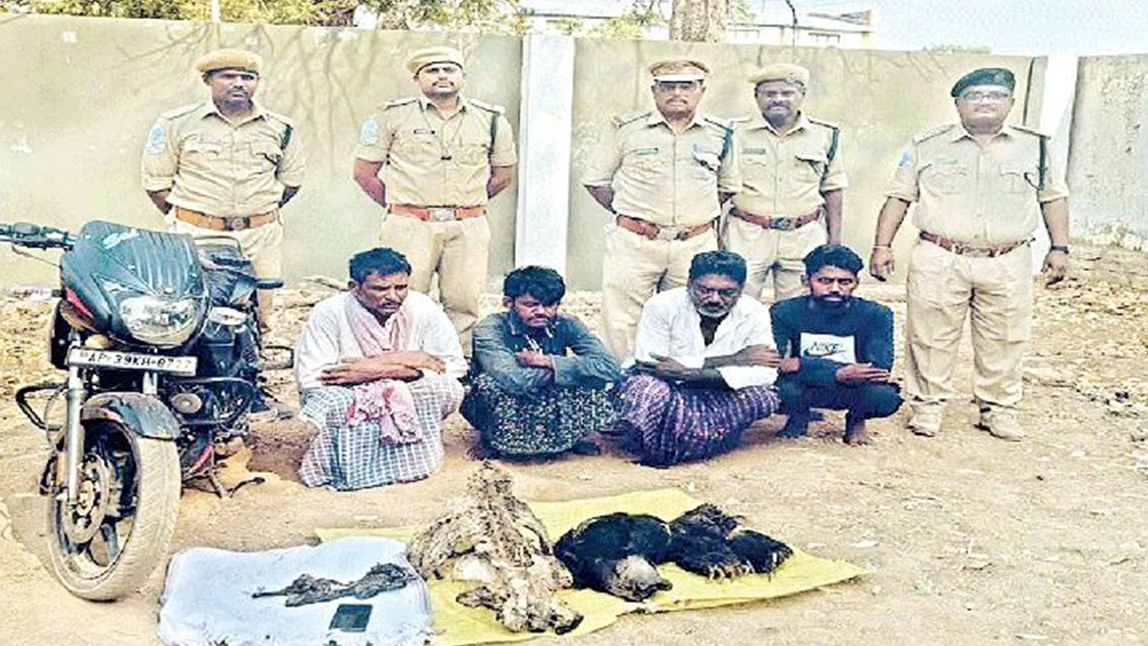 Bear hunters arrest at Nandyal in kurnool district