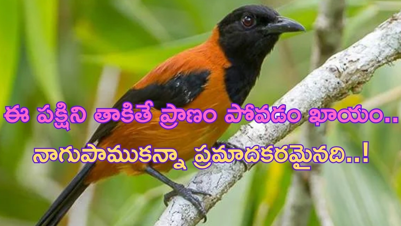 Hooded Pitohui: ఈ పక్షిని తాకితే ప్రాణం పోవడం ఖాయం.. నాగుపాముకన్నా ప్రమాదకరమైనది!