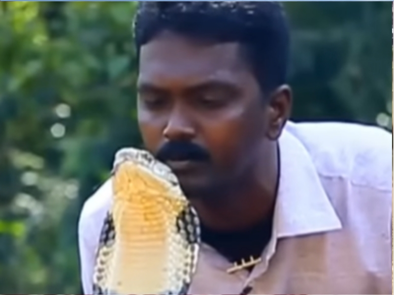 Snake Catcher Kissing King Cobra: పడగ విప్పిన కింగ్ కోబ్రా తలపై ముద్దుపెట్టిన సురేష్.. భయానకమైన వీడియో!