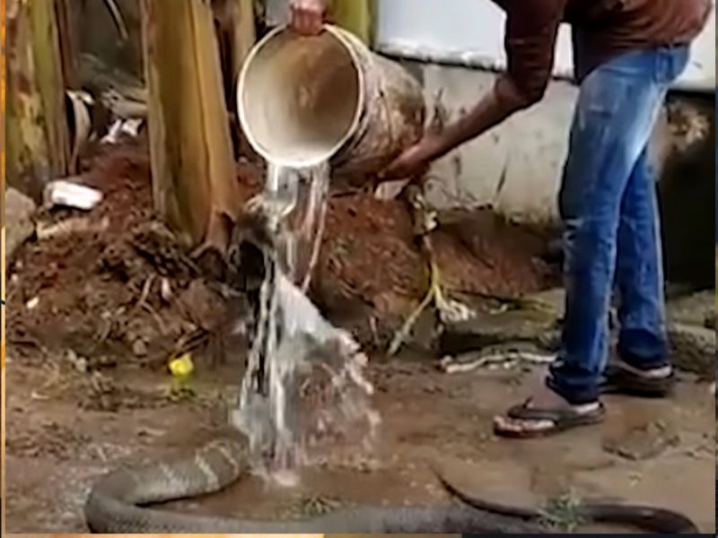 Shocking Video Of King Cobra Summer Thirst: నీ దైర్యానికి హ్యాట్సాఫ్.. కింగ్ కోబ్రా దాహాన్ని తీర్చావ్ బ్రో.. వైరల్ వీడియో!