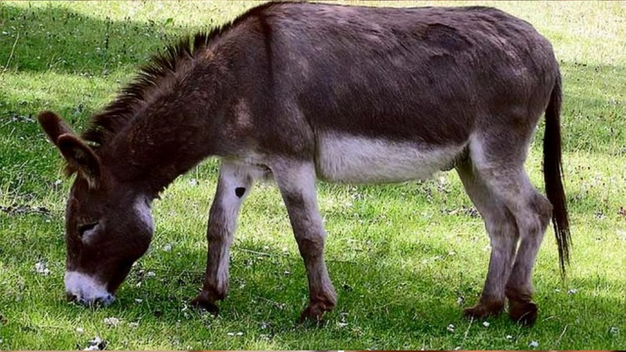 Donkey Milk: పిల్లలకు గాడిద పాలు తాగిస్తున్నారా.. లేదా ? ఎన్ని ఆరోగ్య ప్రయోజనాలో తెలుసా