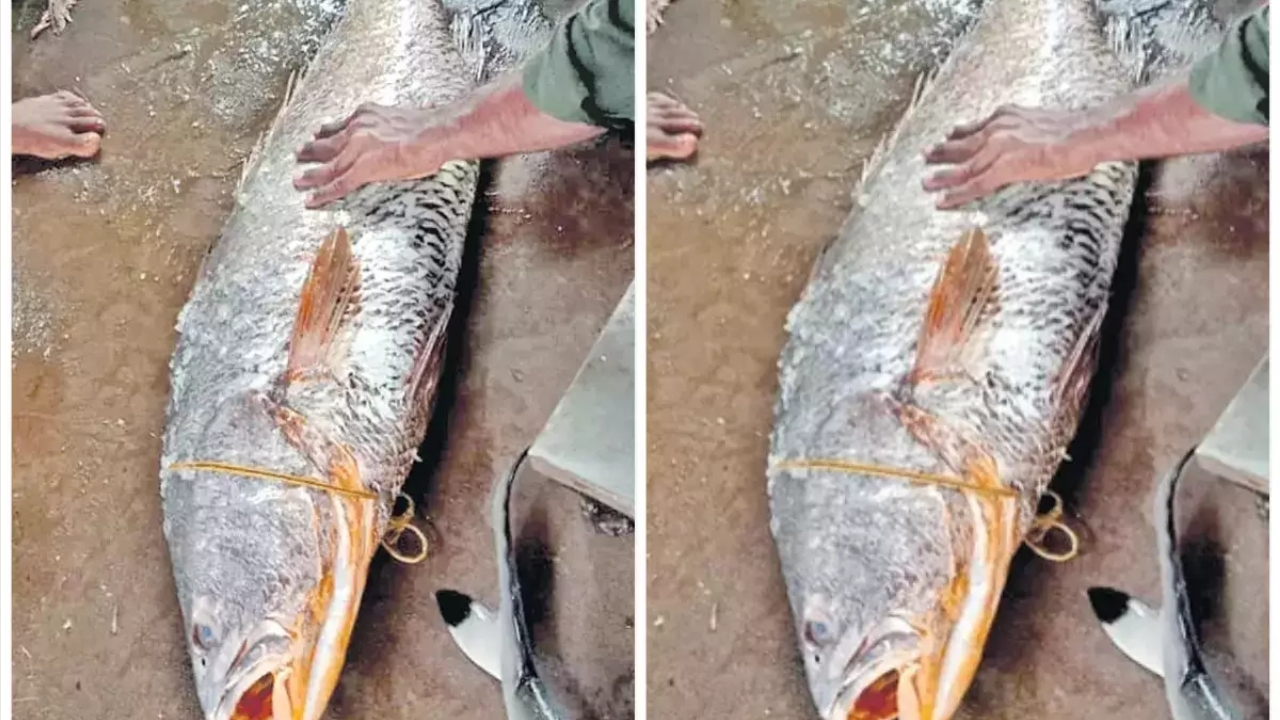 Fish @ Rs. 2 Lakhs: దేవుడా.. ఒక్క చేప ధర రూ. 2 లక్షలు.. ఎక్కడో తెలుసా?