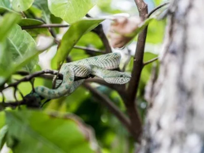 Which Plants Does Snake Likes: ఈ ఆరు మొక్కలు మీ ఇంట్లో ఉన్నాయా..? ఎంత డేంజరో తెలుసా..?