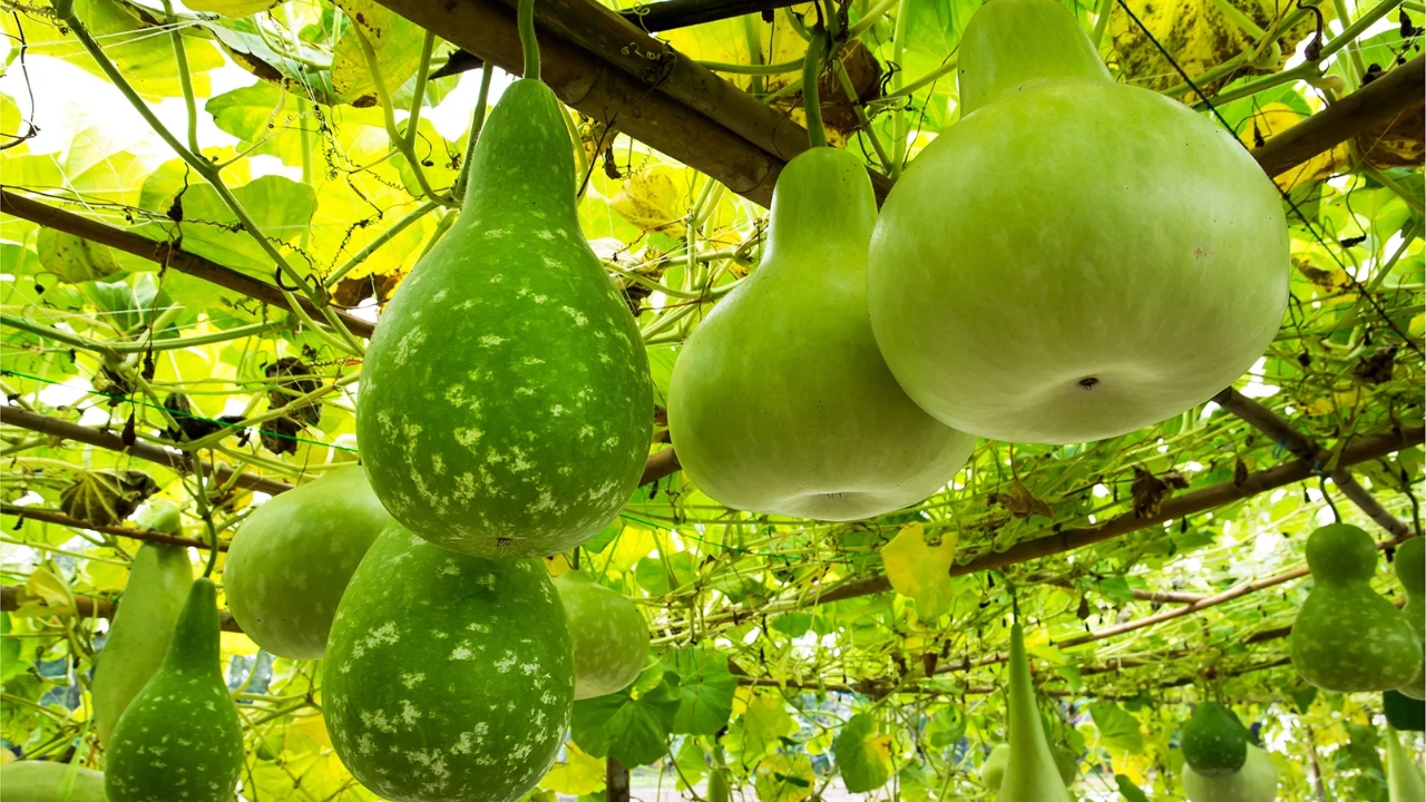 Bottle Gourd Benefits : షుగర్‌కి సరైన మెడిసిన్ ఇదే..!