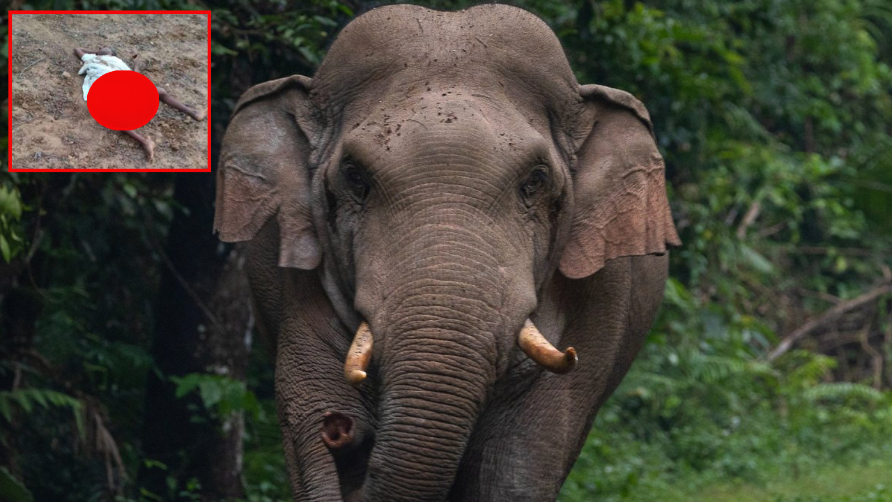 Elephant Attack in Komuram Bheem District