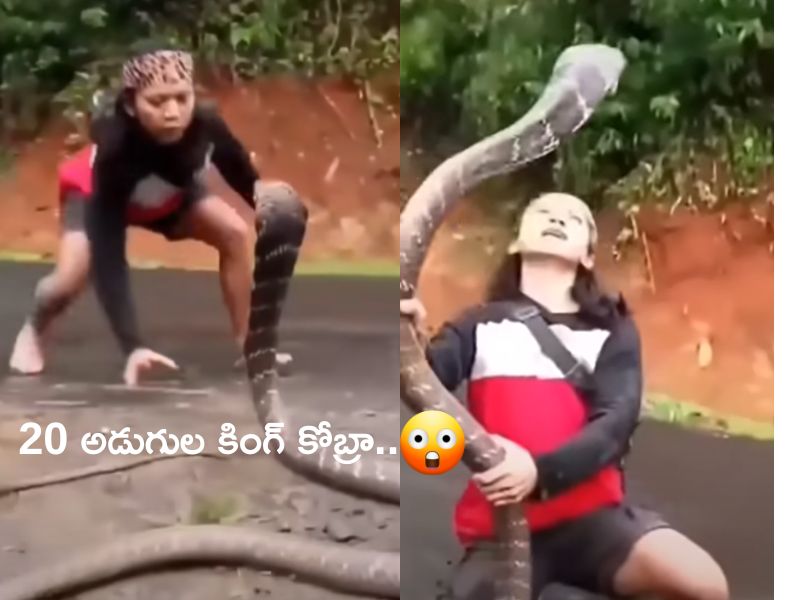 20 Feet King Cobra Caught: 20 అడుగుల కింగ్ కోబ్రా.. పట్టుకోబోయిన అమ్మాయి పైకి ఎలా ఎగబడిందో చూడండి!