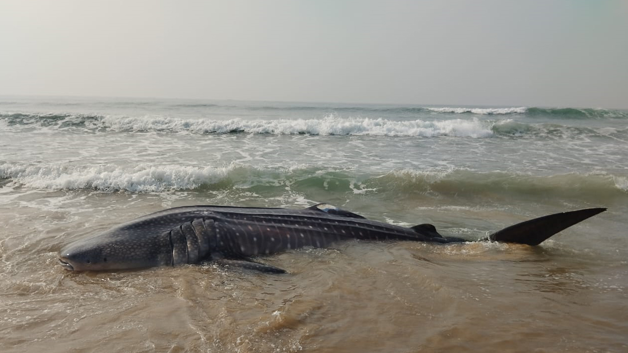 Whale in Beach : వాడపాలెం బీచ్ లో భారీ తిమింగలం