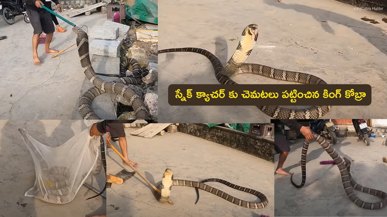 20 Feet Deadly King Cobra: పెరట్లో భారీ కింగ్ కోబ్రా.. స్నాక్ క్యాచర్  కి చెమటలు పట్టించేసిందిగా!