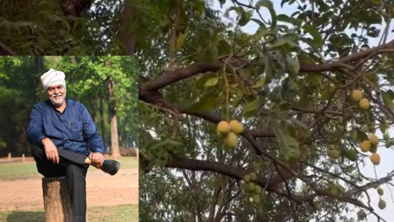 Mango Fruits Grows on Neem Tree: మంత్రి బంగ్లాలో విడ్డూరం.. వేప చెట్టుకు కాస్తున్న మామిడి పండ్లు..!