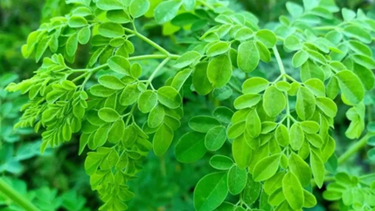 Superfood Moringa: మునగ ఆకులతో 5 అదిరిపోయే ప్రయోజనాలు తెలుసా..?