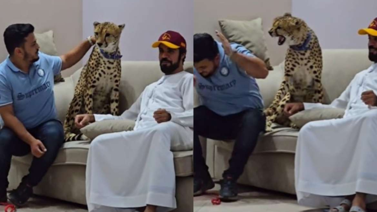 Cheetah Attacked Video Viral: ‘నీకు ఇలా జరగాల్సిందే రా’.. కంటెంట్ క్రియేటర్‌పై చిరుత దాడి..!