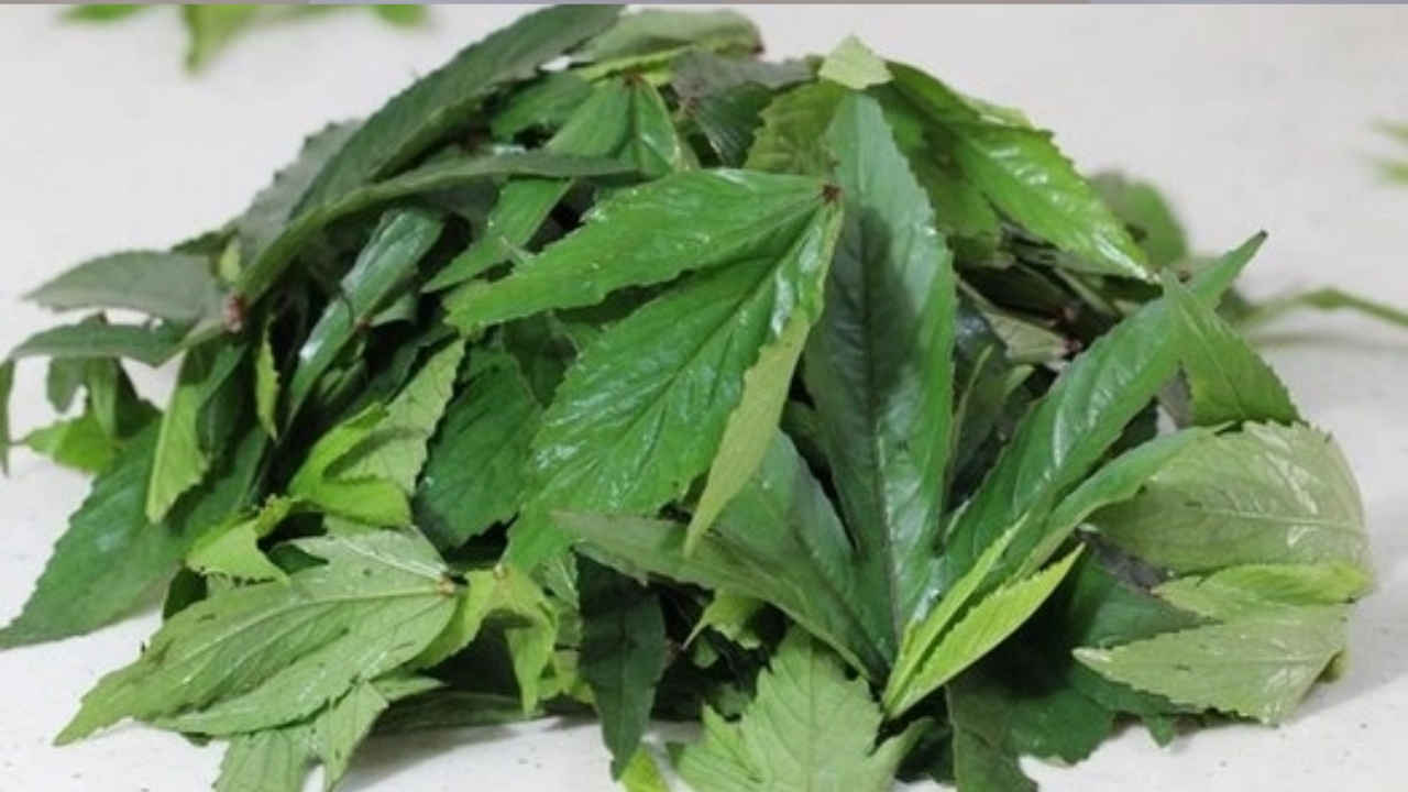 Sorrel Leaves for Health Health: మీ గుండెను పది కాలాల పాటు పచ్చగా ఉంచే గోంగూర ఆకులు.. నమ్మట్లేదా..? అయితే ఒకసారి ఇది చూడండి!