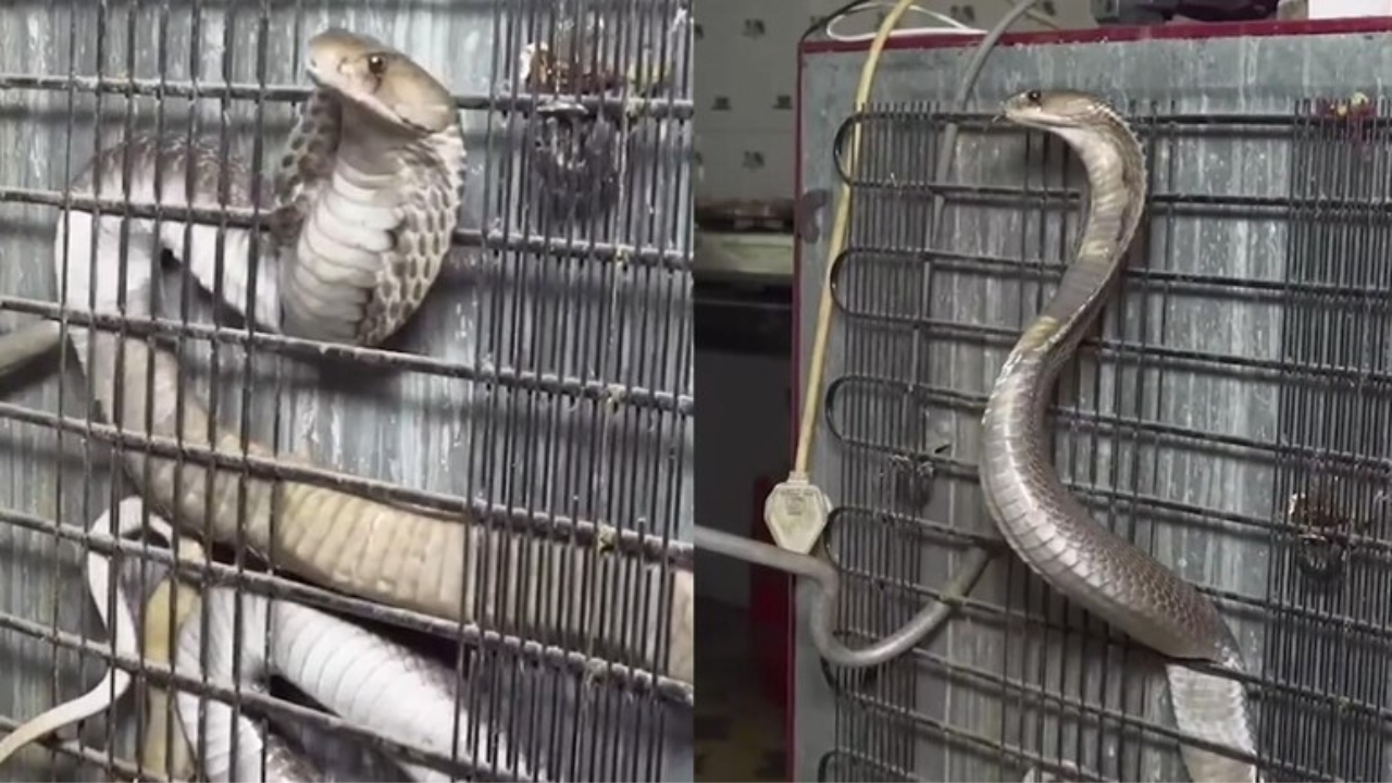 King Cobra Viral Video: చెమటలు పట్టించే వీడియో.. ఫ్రిడ్జ్‌లో దూరిన నాగుపాము.. చివరకు!