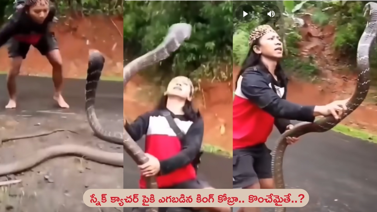 Giant King Cobra: భారీ కింగ్ కోబ్రా.. వాయువేగంతో కాటేయటానికి వచ్చిన కోబ్రా.. ప్రాణాలకు తెగించి ఎలా పట్టుకున్నాడో చూడండి