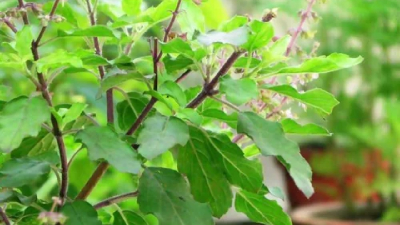 Tulasi Leaves Benefits: తులసి నీళ్లతో అందం, ఆరోగ్యం.. ఇంకా మరెన్నో ప్రయోజనాలు!