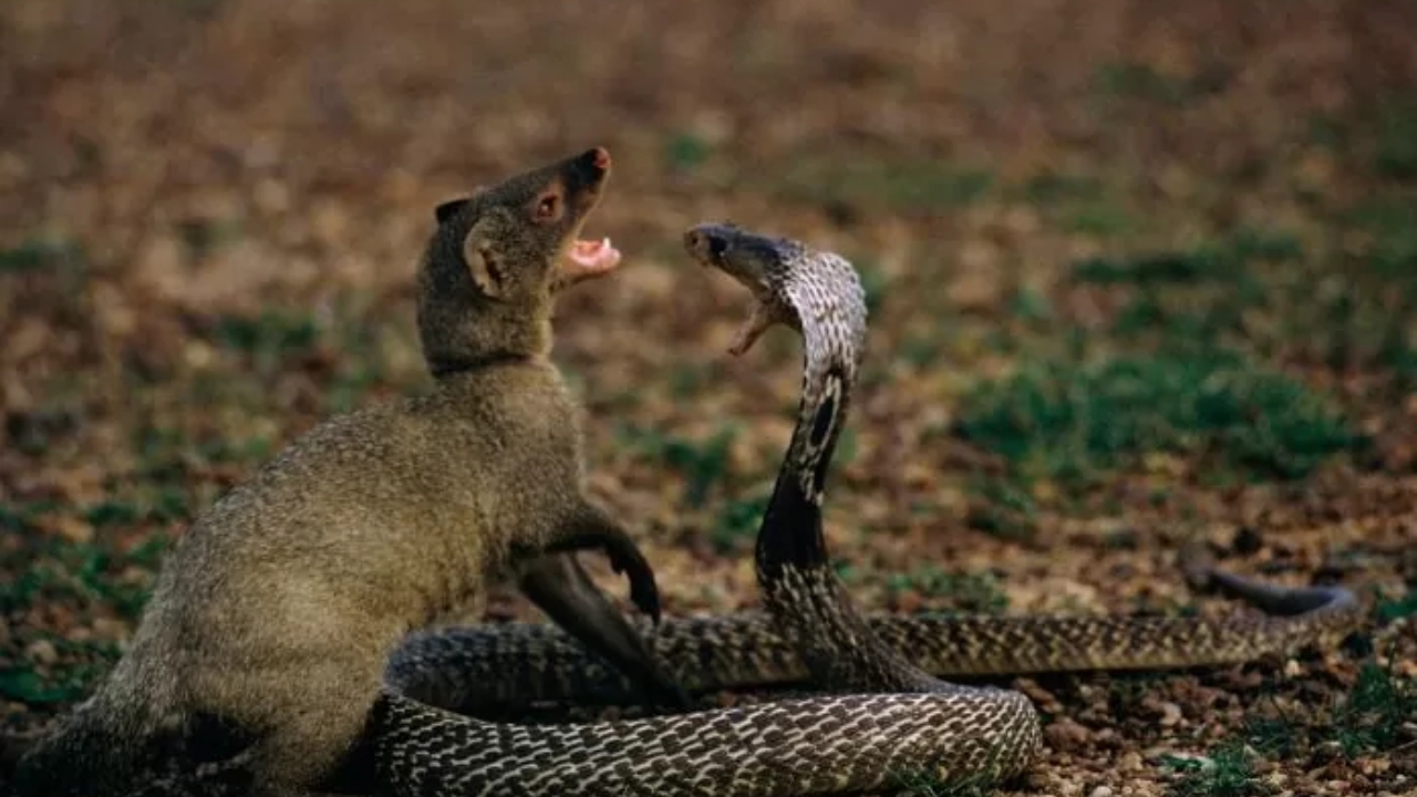 Cobra – Mongoose Fighting: పాము – ముంగీసుల పోరాటం.. ఎవరిదీ పై చెయ్!