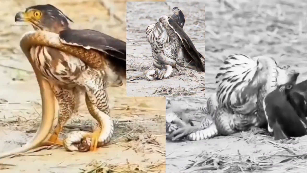 Hawk Vs Snake Fight: డేగ – పాము కొట్లాట.. పాము చచ్చింది అనుకునే లోపే ట్విస్ట్.. దాని ఎత్తుగడకు చిత్తైన డేగ