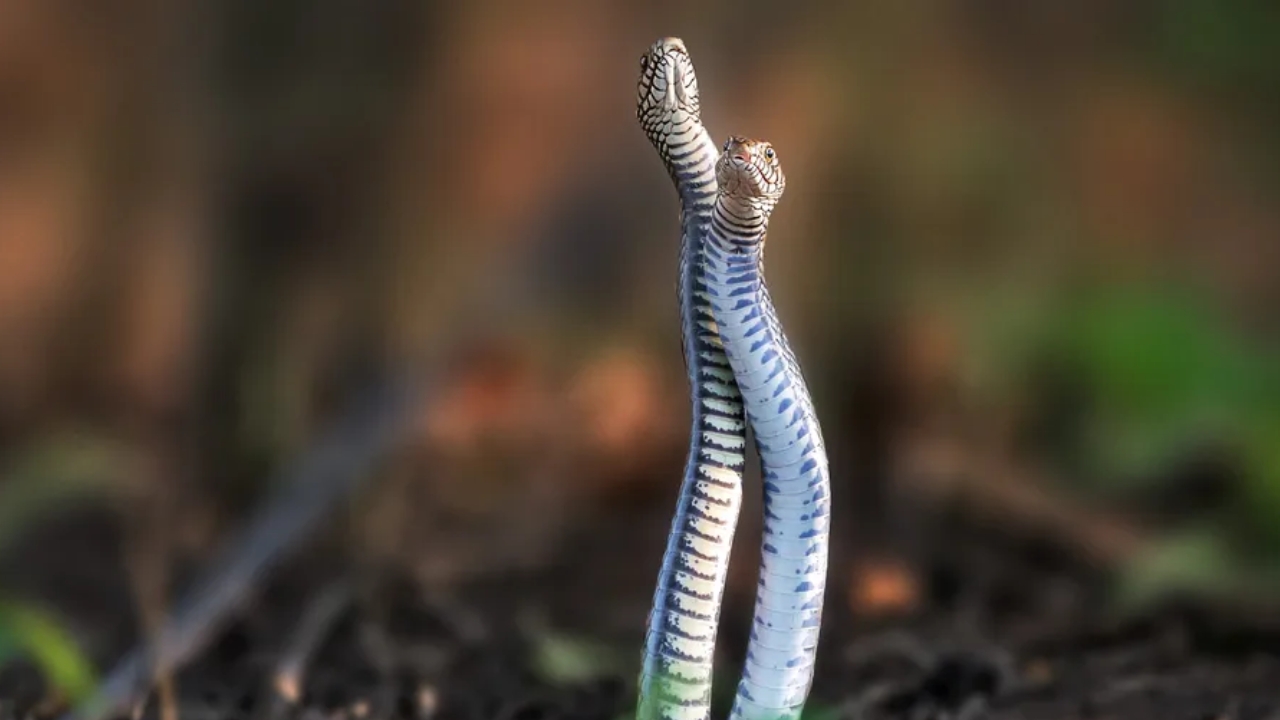 Snakes Romance in Cool Weather: సర్పాల సయ్యాట.. చల్లని వాతావరణంలో పాముల రోమాన్స్.. లోకాన్ని మరచి..!