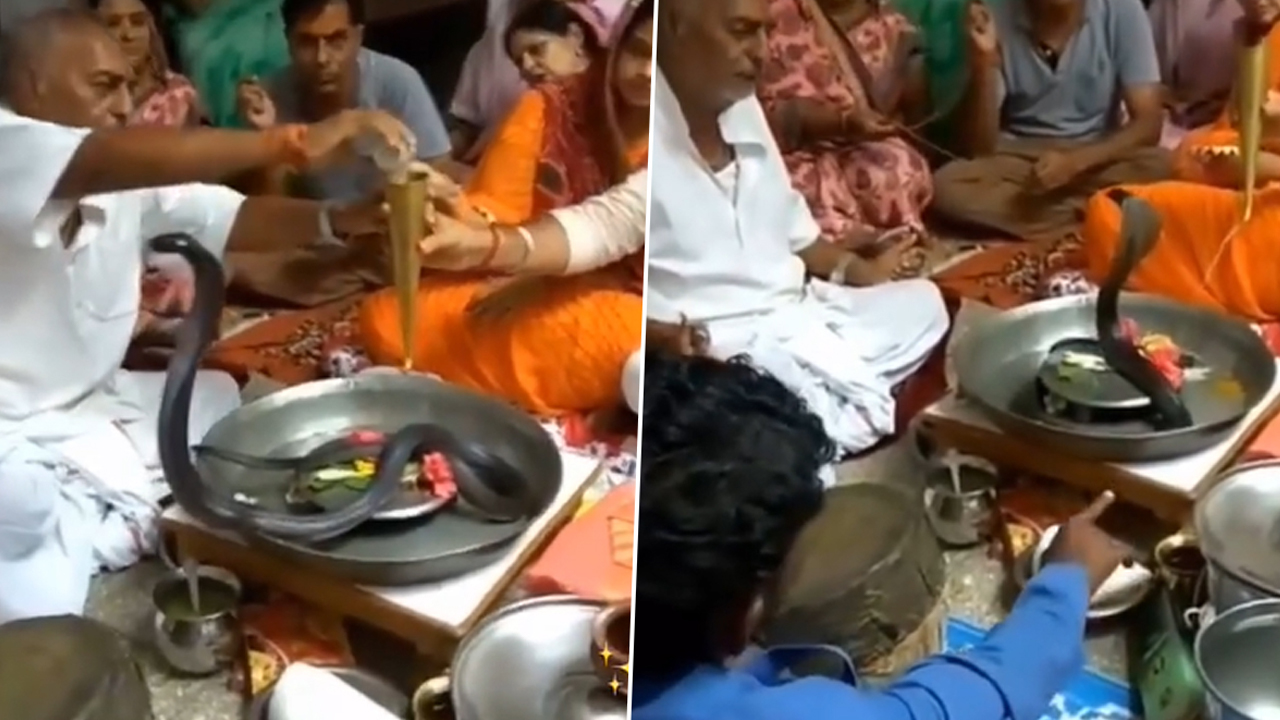 Real Snake Worshiping : రియల్ కింగ్ కోబ్రాకు ఫ్యామిలీ రుద్రాభిషేకం.. కాటేసినా తగ్గేదే లే..