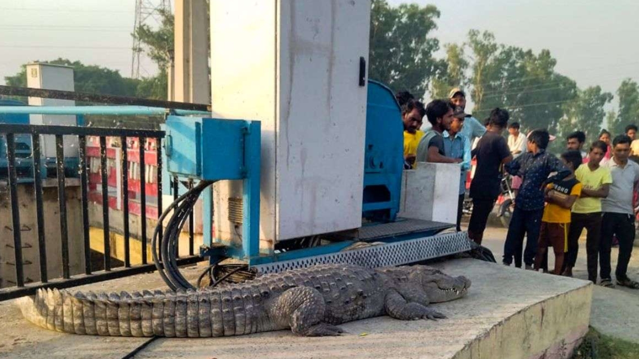 Crocodile on UP Roads: ఉత్తర్ ప్రదేశ్ రోడ్డుపై దర్శనమిచ్చిన 10 అడుగుల మొసలి.. చూసేందుకు భారీగా వచ్చిన జనం!