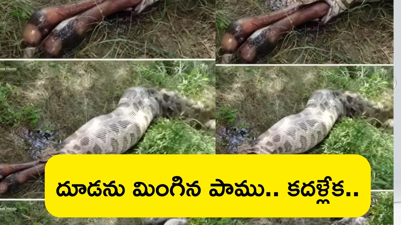 Python Swallows Big Calf: భారీ దూడను మింగిన కొండచిలువ.. ఇంత చిన్న పైథాన్ అంత పెద్ద దూడను ఎలా మింగేసిందబ్బ..?