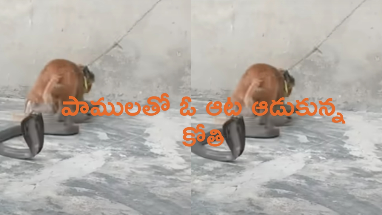 Monkey Playing with Dangerous Snakes: భయంకర పాములతో కోతి పరాచకాలు.. కాటేసిన కుడా వదలకుండా.. మాములు టెన్షన్ కాదు భయ్యో