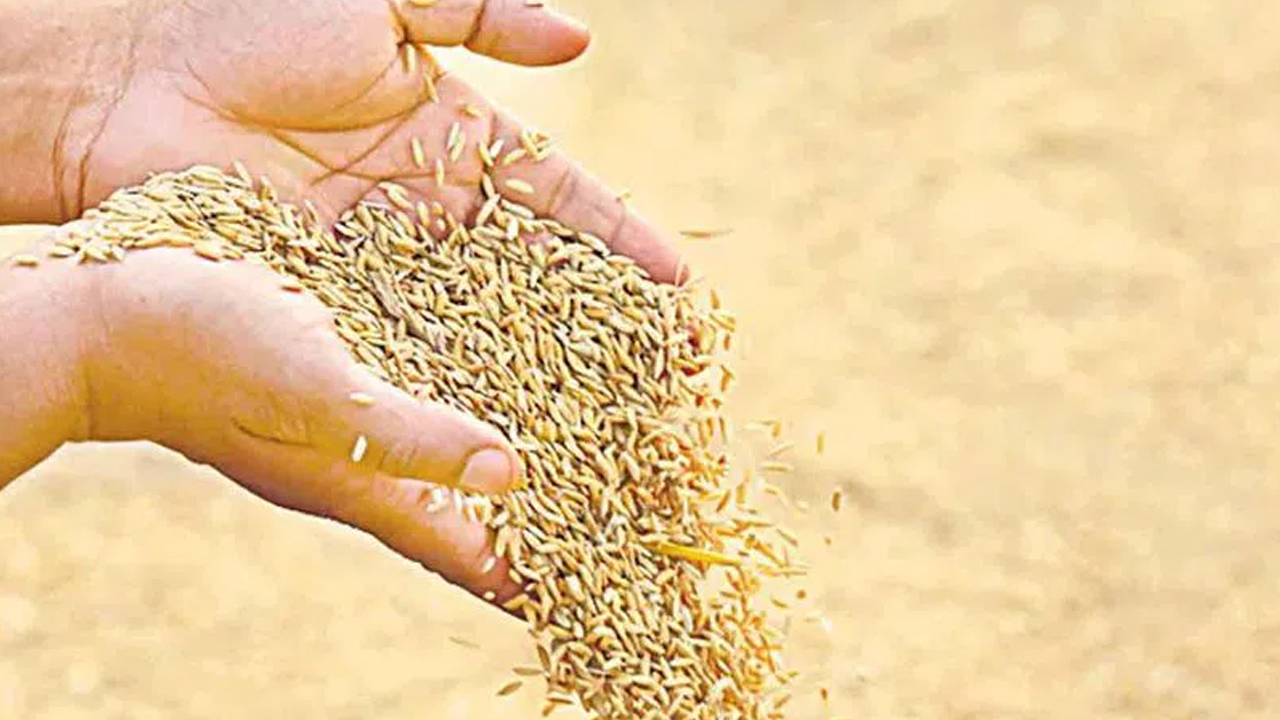 Telangana Paddy Seeds Issue: విత్తన రాజకీయం వాస్తవం ఏంటి!?