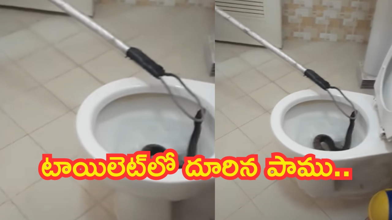 Snake In Toilet: టాయిలెట్‌లో దూరిన పాము.. వీడియో చూస్తే కళ్లు బైర్లు కమ్ముతాయి!