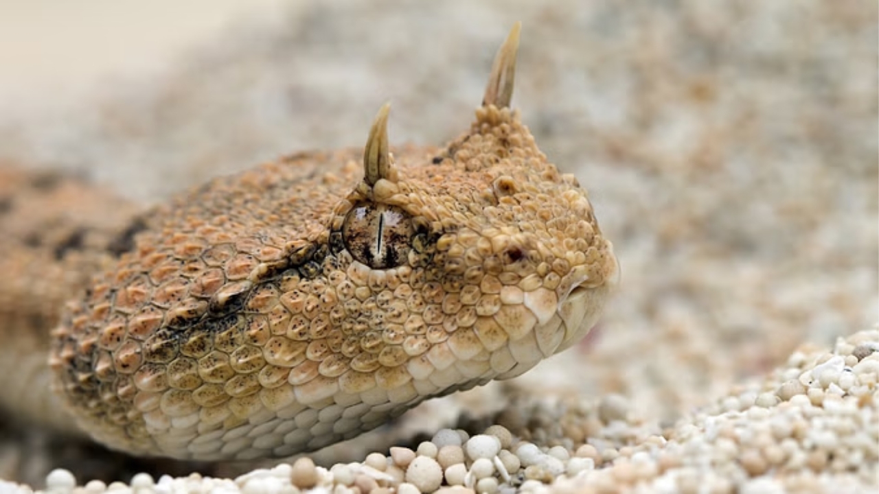 Snake Viral Video: కొమ్ముల పాము.. చూస్తే ఆశ్చర్యపోతారు.. వీడియో వైరల్!