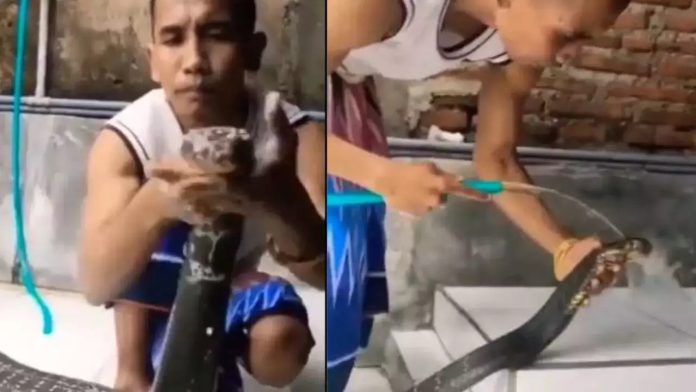 Snake Bathing Viral Video