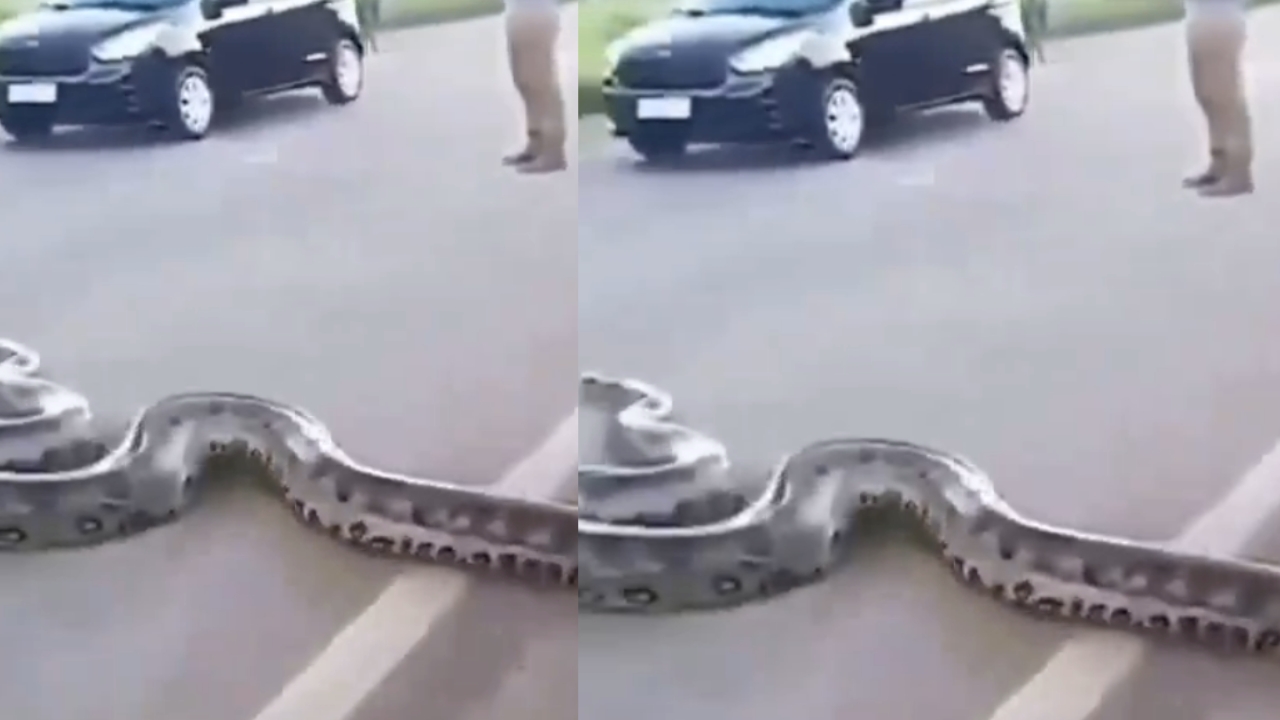 Snake Viral Video: ఓ మై గాడ్.. రోడ్డుకు అడ్డంగా ఎంత పెద్ద పామో..!