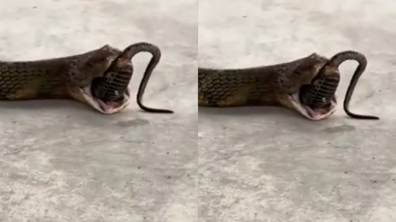 Snake Viral Video: మూడు పాములను మింగిన కోబ్రా.. మింగలేక కక్కలేక.. షాకింగ్ వీడియో!