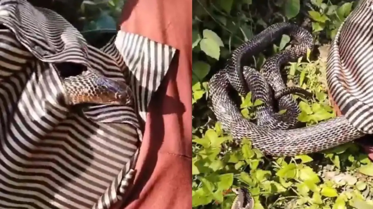 Snake Inside of Man Shirt: ఓరి దేవుడో.. చోటు లేనట్టు వ్యక్తి చొక్కాలో దూరిన పాము.. చివరకు దారుణంగా.. వైరల్ వీడియో!