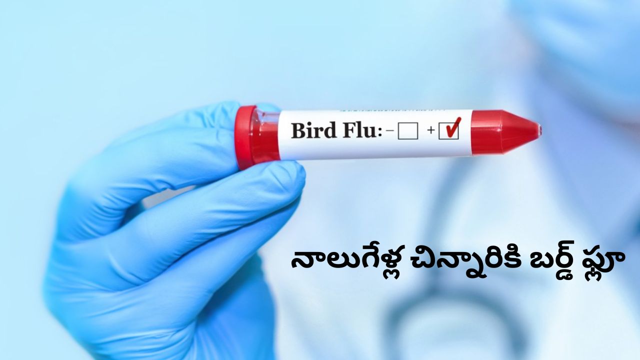 Bird Flu H9N2: భారత్‌లో మరో బర్డ్ ఫ్లూ కేసు.. నాలుగేళ్ల చిన్నారికి పాజిటివ్..!