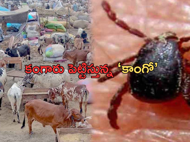 Congo Virus Pakistan: పాకిస్తాన్‌లో కాంగో వైరస్ కలకలం.. వణుకుతున్న దక్షిణాసియా దేశాలు..!