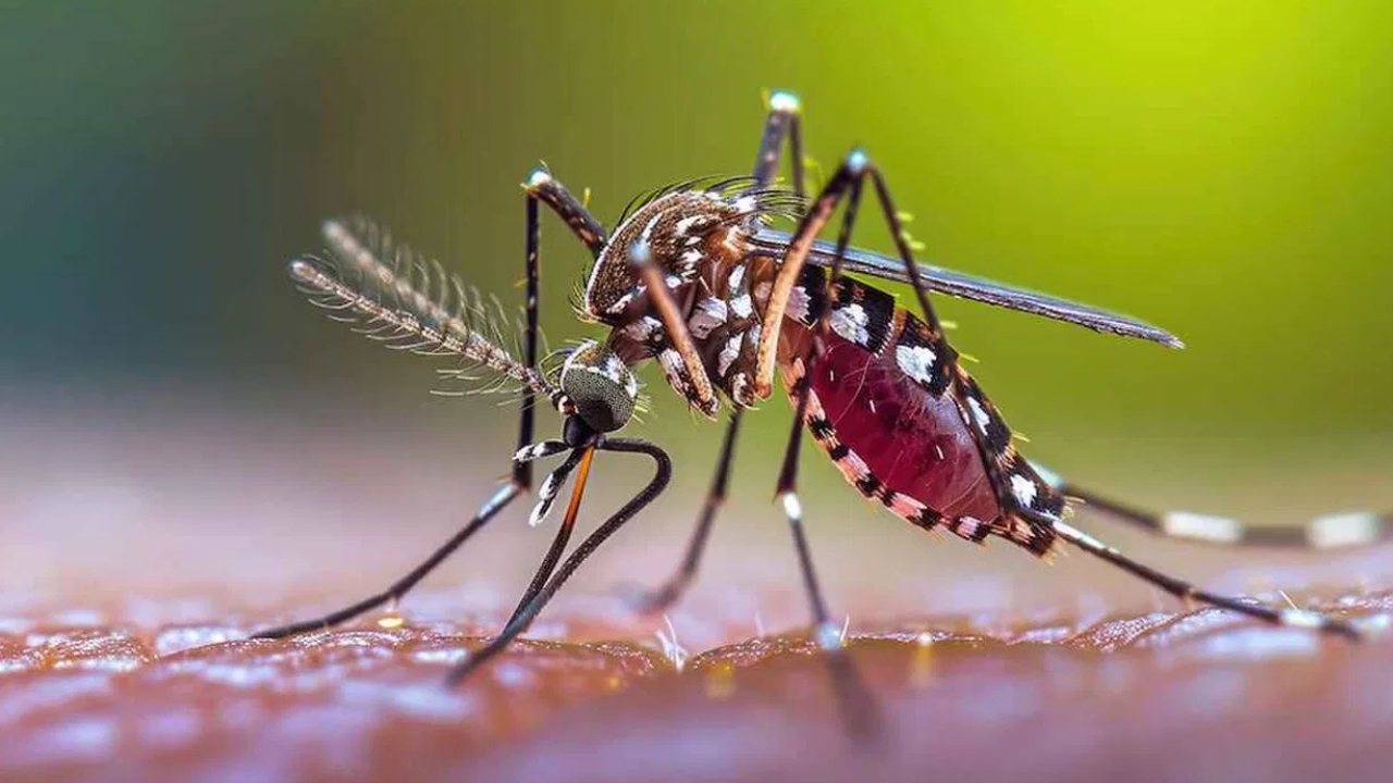 Malaria Fever: వానాకాలంలో దోమల బెడద.. మలేరియా వ్యాపిస్తే ఈ జాగ్రత్తలు పాటించండి