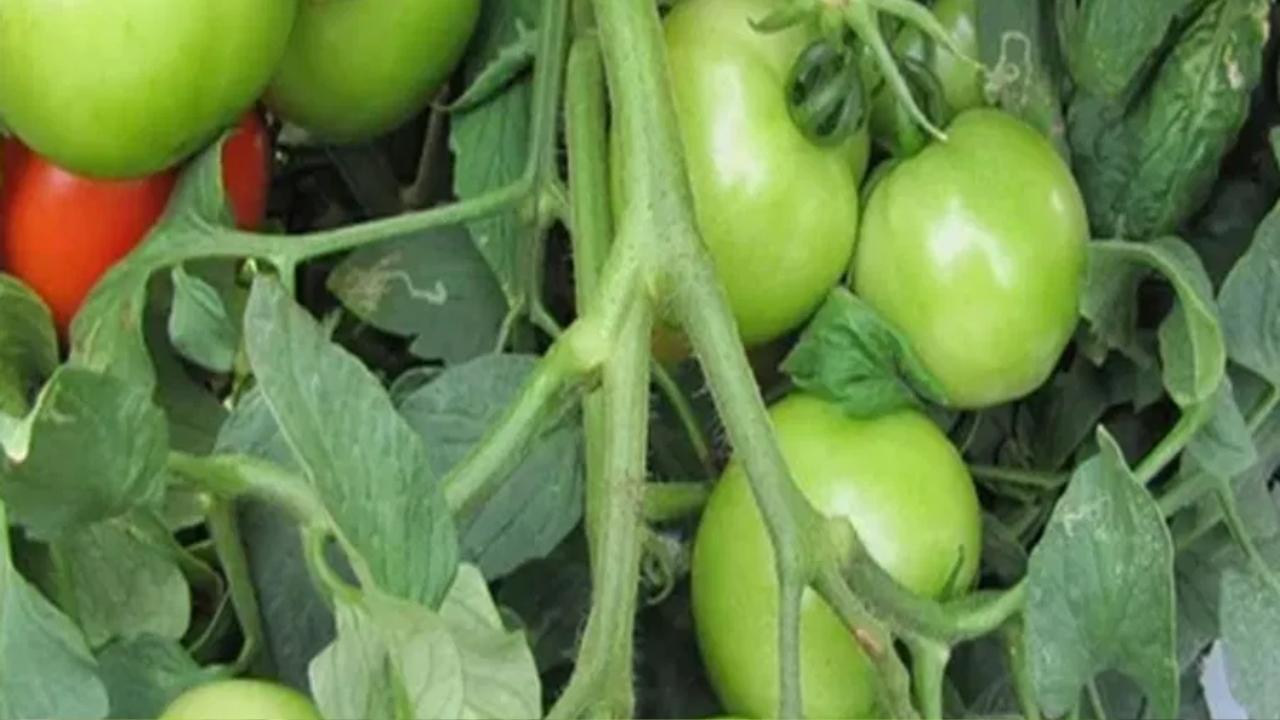 Tomatoes: పచ్చి టమాటలతో ఎన్ని ప్రయోజనాలో తెలుసా..