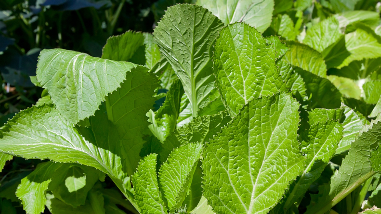 Mustard Leaves: ఆవాల ఆకుకూరను ఎప్పుడైనా తిన్నారా.. ఎన్ని ప్రయోజనాలు ఉంటాయో తెలిస్తే షాక్ అవుతారు..