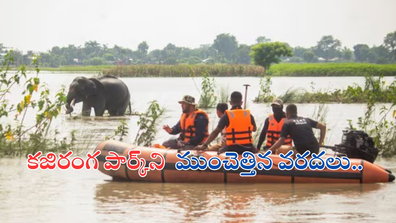 Assam Floods: కజిరంగ పార్క్‌ను ముంచెత్తిన వరదలు..131 వన్యప్రాణులు మృత్యువాత