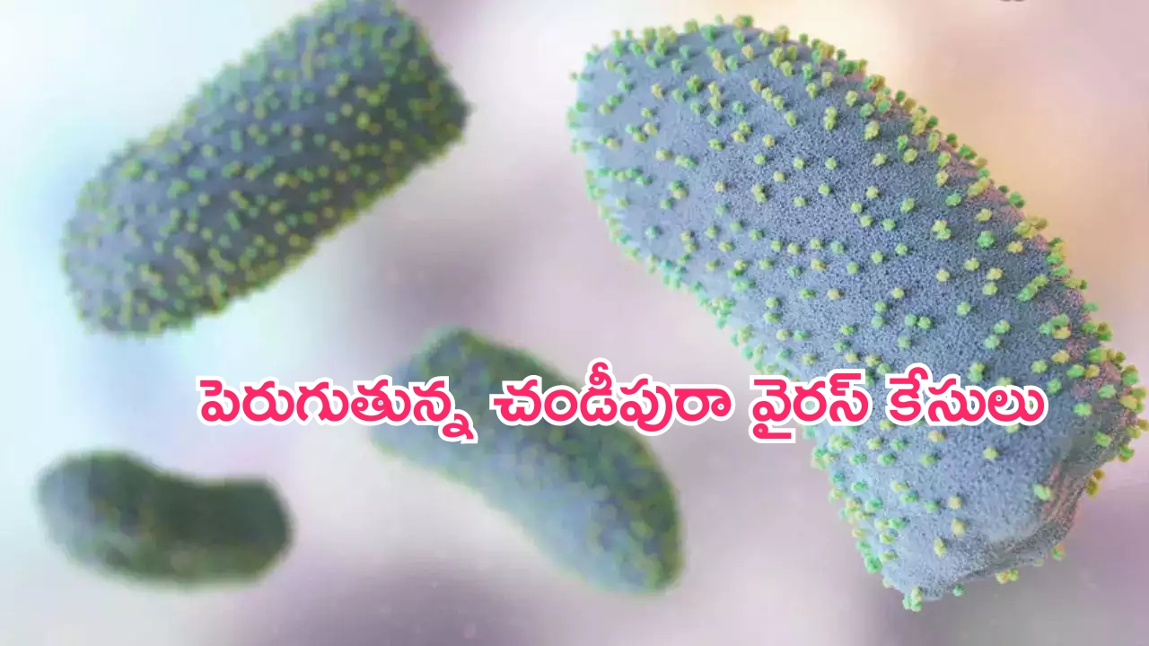 Chandipura virus in Gujarat: ముంచుకొస్తున్న మరో వైరస్.. గుజరాత్‌లో 16 మంది మృతి