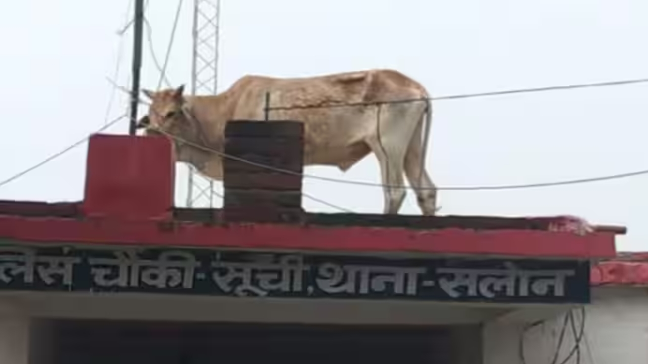 Bull on Police Station Roof: పోలీస్ చౌక్ పైకప్పుపైకి ఎక్కిన ఎద్దు.. నెట్టింట వీడియో వైరల్!