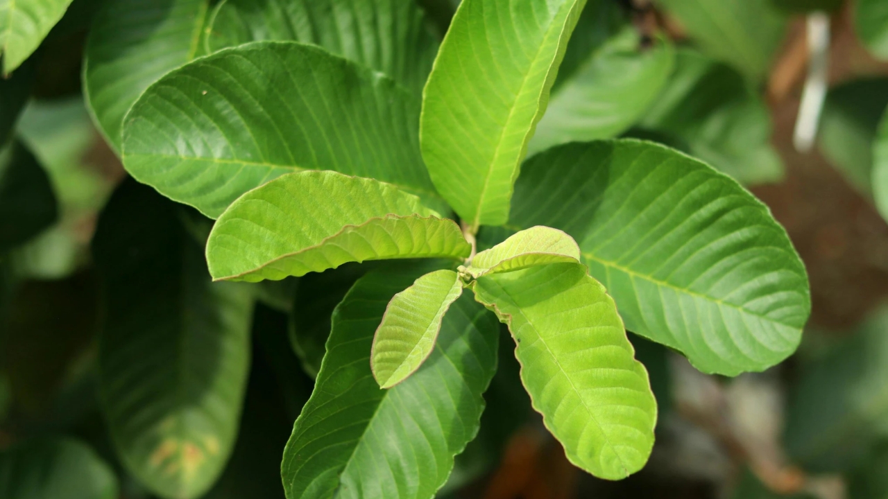 Guava Leaves: ఔషధం లాంటి ఈ ఆకులతో మలబద్ధకం, జీర్ణక్రియ సమస్యలకు చెక్..