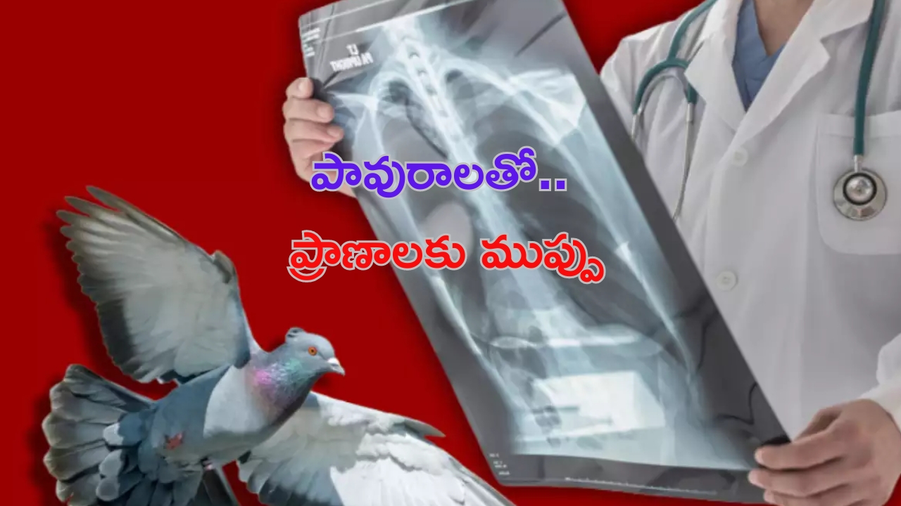 Pigeon Diseases to Human: పావురాలతో ప్రాణాలకే  ముప్పు.. జాగ్రత్తగా ఉండకపోతే ఇక అంతే !